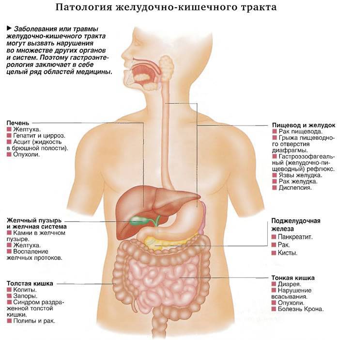 Причины заболеваний органов желудочно-кишечного тракта